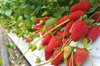 Erdbeeren vor der Ernte