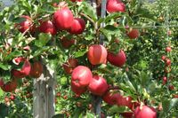 Apfel vor der Ernte