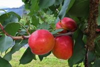 Aprikosen vor der Ernte